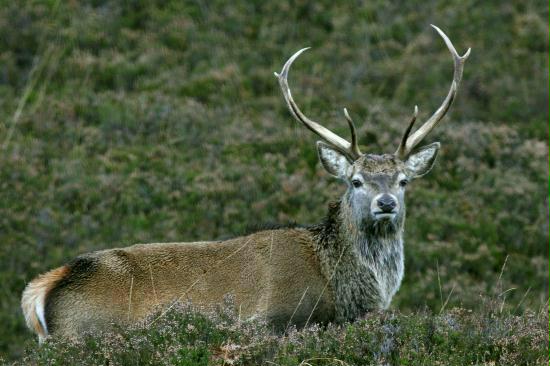 Red Deer <i>Cervus elaphus</i>